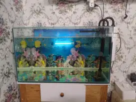 Aquarium 70x40x40