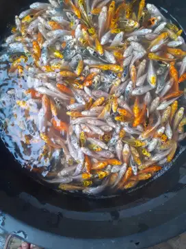 Jual bibit ikan koi platinum metalik uk jmpol tngan