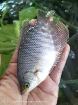 jual ikan gurame soang uk 3 jari ikan ready stok