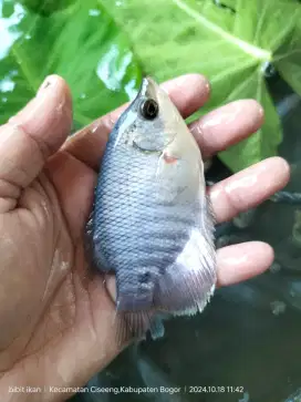 jual ikan gurame soang uk 2 jari