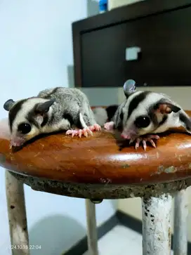 Sugar Glider Classic Grey Jinak Aktif Sehat