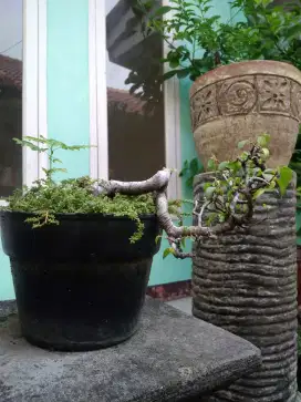 7 Pohon Bonsai Beringin dan Asam Jawa