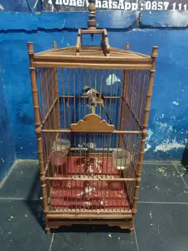 DIJUAL BURUNG PENTET GACOR JAWA BARAT