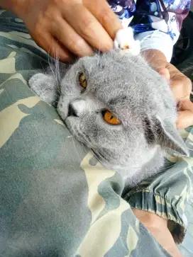 groming kucing panggilan