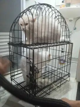 groming kucing panggilan