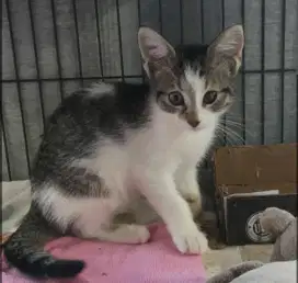 grooming kucing panggilan