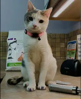 grooming kucing panggilan