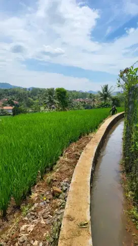 Dijual cepat  Tanah sawah subur pinggir jalan