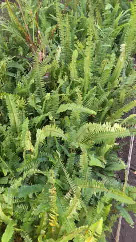 Pohon pakis kelabang, pohon erpah dan pohon pakis bulu