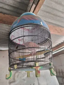 Jual burung puter fullset