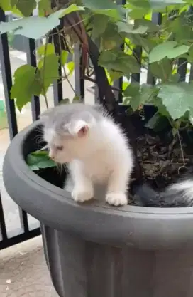 Kucing Scottish fold