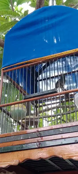 Burung prenjak abang jantan paud