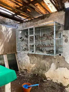 Burung perkutut lokal grosir dan ecer