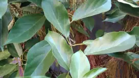 Daun Cincau Perdu Segar dijual murah per 300gr di Kramat Jati