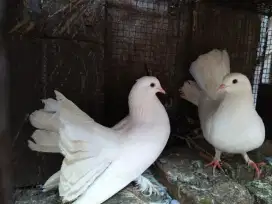 Burung Hias Merpati