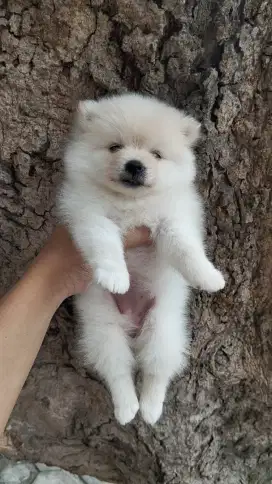Mini Pomeranian / Minipom