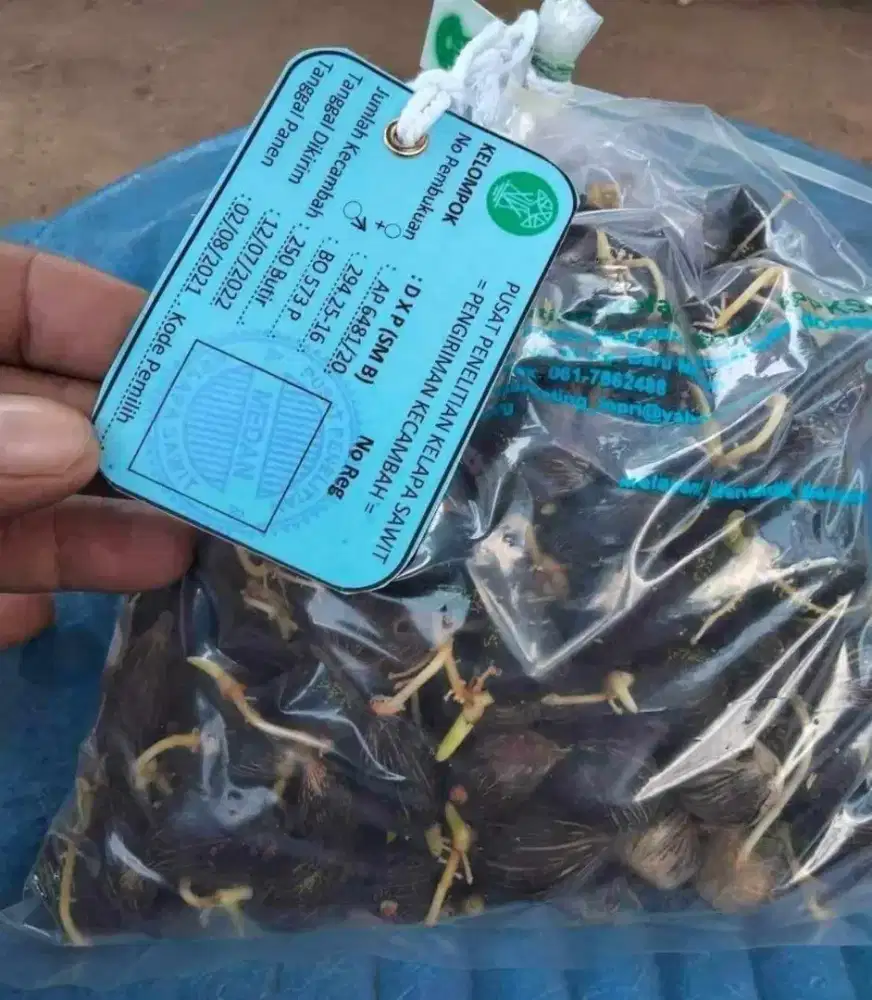 Kecambah Sawit PPKS Simalungun Bersertifikat