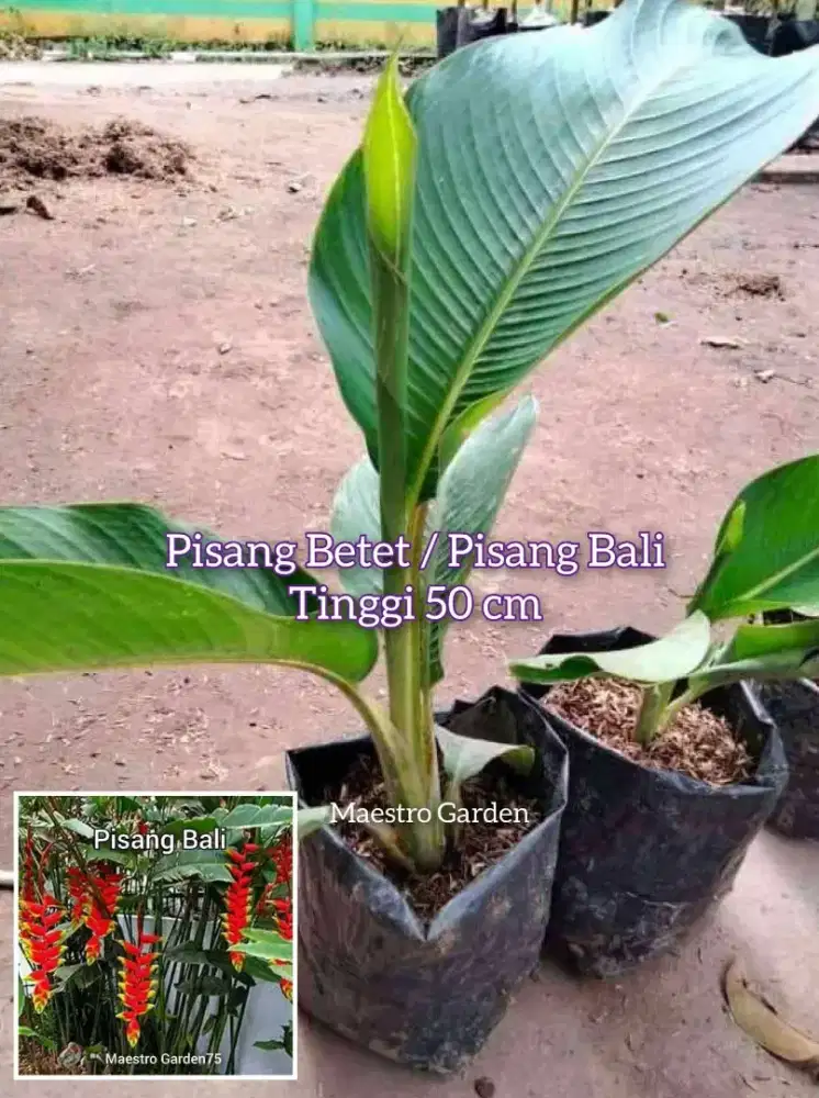Pisang Betet / Pisang Bali 50 cm