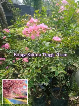 Bunga Sakura Tinggi 70 _ 80 cm