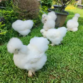 Ayam American silkie/silky/Ayam kapas