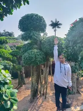 TANAMAN BONSAI BERINGIN KOREA