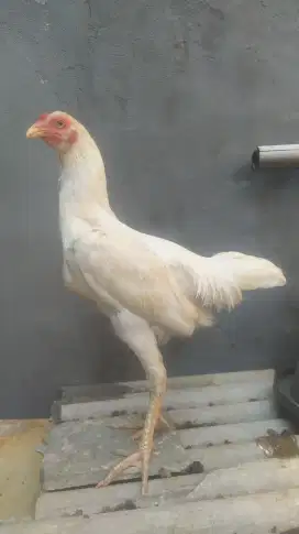 Ayam bangkok putih jantan