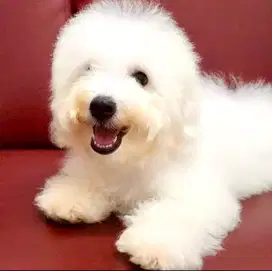 Anak anjing Bichon Frise Stamboom microchip vaksin