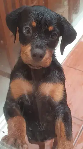 ANJING ROTTWEILER MURNI