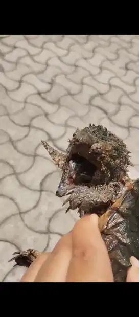 AST piaraan pribadi gacor kuku lengkap tangan kaki