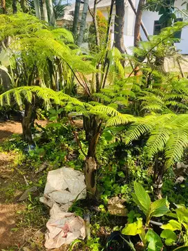 Pohon Pakis Monyet (Bayar COD)