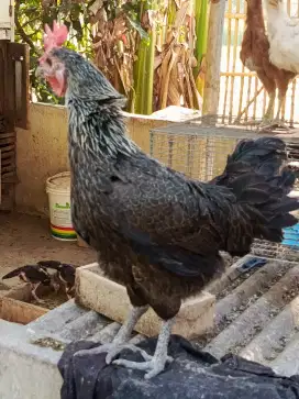 Ayam pelung biang jumbo