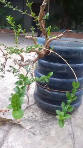 Pohon Sancang Bonsai