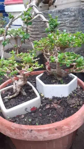 Pohon Bonsai Sancang