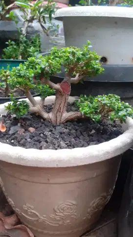 Pohon Bonsai Sancang