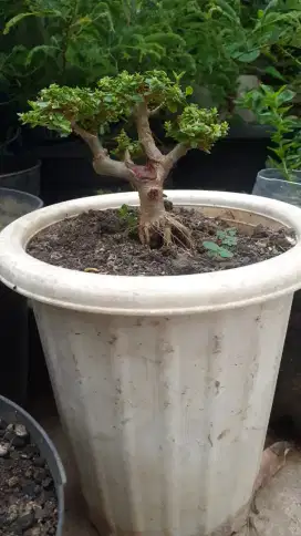 Pohon Bonsai Sancang