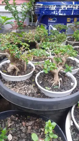 Pohon Bonsai Sancang