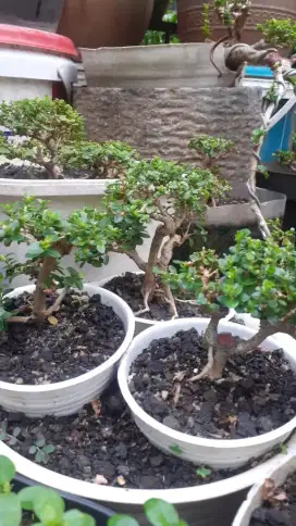 Pohon Bonsai Sancang