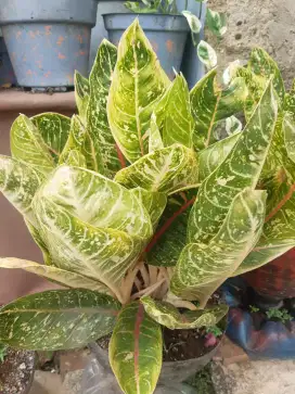 Tanaman hias Aglonema