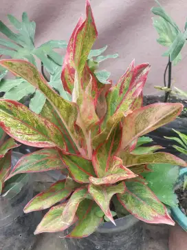 Tanaman hias Aglonema red