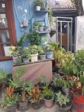 Ready tanaman hias