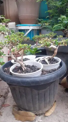 Pohon Bonsai Sancang