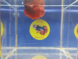 Menjual ikan cupang hias jenis plakat super red