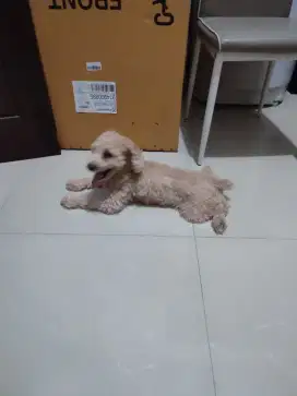 Jual Anjing Poodle Betina