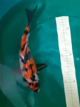 Ikan koi jenis Showa 34cm bagus