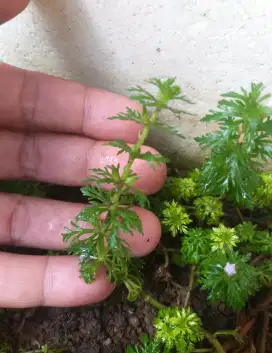 Tanaman Aquascape Limnophila Sessiliflora