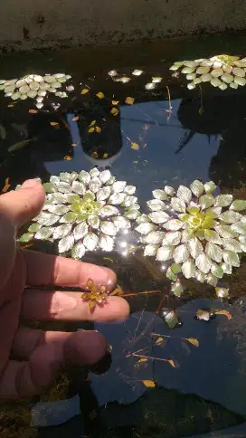 Tanaman Air teratai Aquascape Ludwigia Sedoides Mozaik