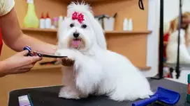 groomer anjing kucing