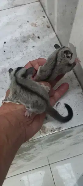 Sugar glider sepasang