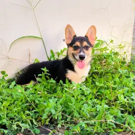 jual cepat calon indukan anjing welsh corgi stambum