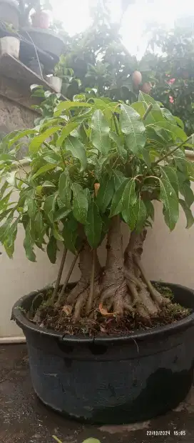 Bonsai Bunut Mikro